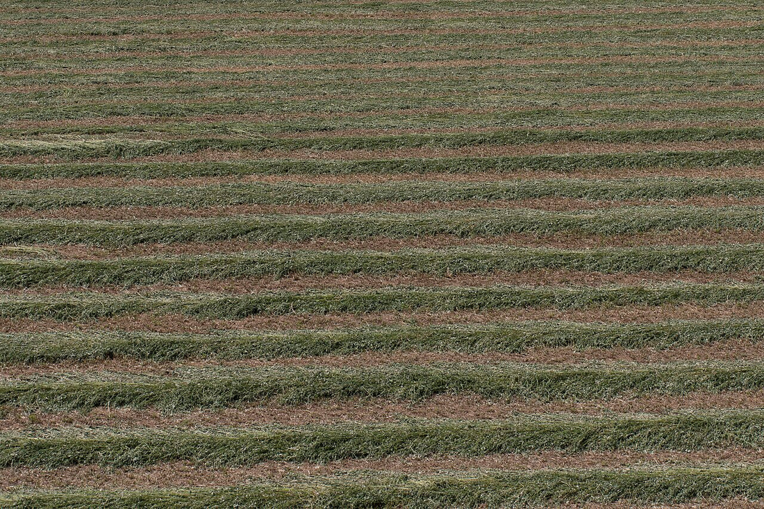 Freshly cut alfalfa field laid in windrows with cut stubble visible between the rows