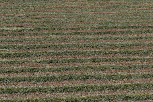 Freshly cut alfalfa field laid in windrows with cut stubble visible between the rows