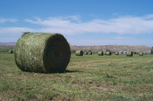 Green round bales of alfalfa hay in a Montana field
