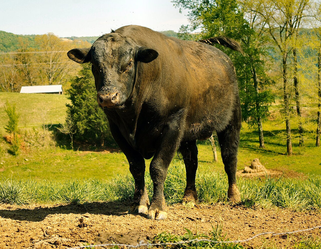 A black Angus bull stands on bare ground facing the camera, his feet and legs in full view, with green spring pasture, trees, a farm shed and wooded hills behind him in Van Buren County, Tennessee.