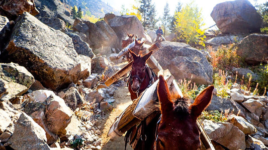 Pack string of loaded mules on a backcountry trail in Custer Gallatin National Forest, where certified weed-free forage is required