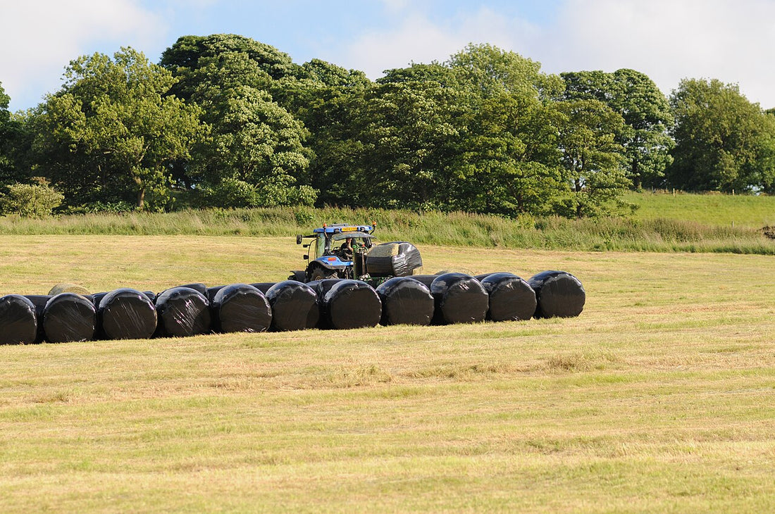 A row of black plastic-wrapped round baleage bales sitting in a green field