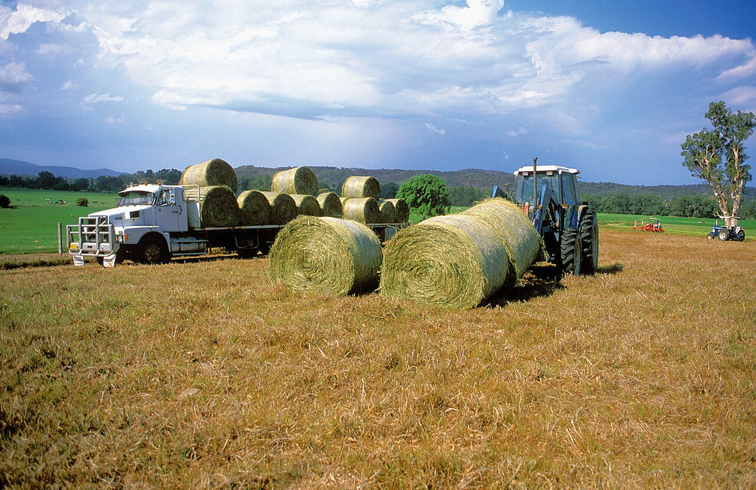 A tractor with bale forks loading large round hay bales onto a flatbed truck already stacked two-on-one in a mown hay field