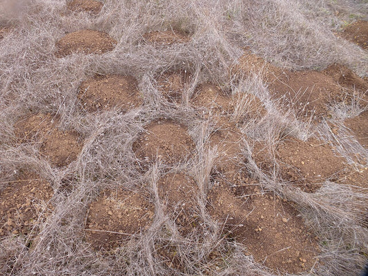 Dozens of fresh pocket gopher mounds of loose soil pushed up through dormant grass in a hay field