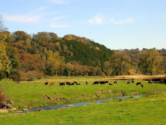 Black and red beef cattle grazing a green pasture beside a small creek with autumn bluff timber behind, Fillmore County, Minnesota