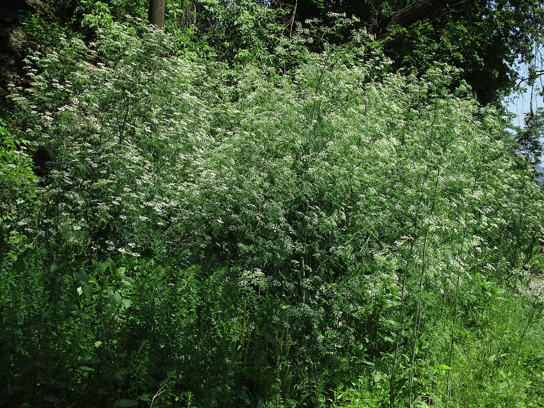 A dense stand of flowering poison hemlock along a wooded field edge, the kind of infestation that gets mowed into hay
