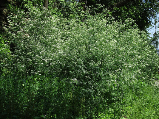 A dense stand of flowering poison hemlock along a wooded field edge, the kind of infestation that gets mowed into hay