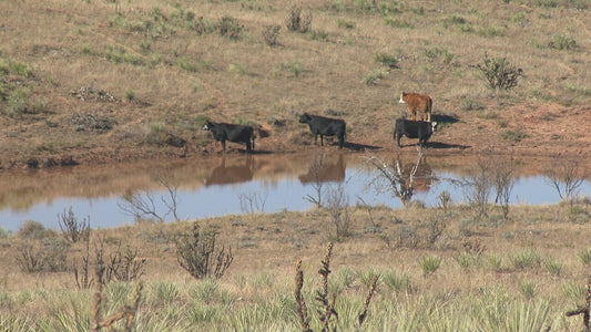 Beef cattle grazing dormant stockpiled pasture in late fall