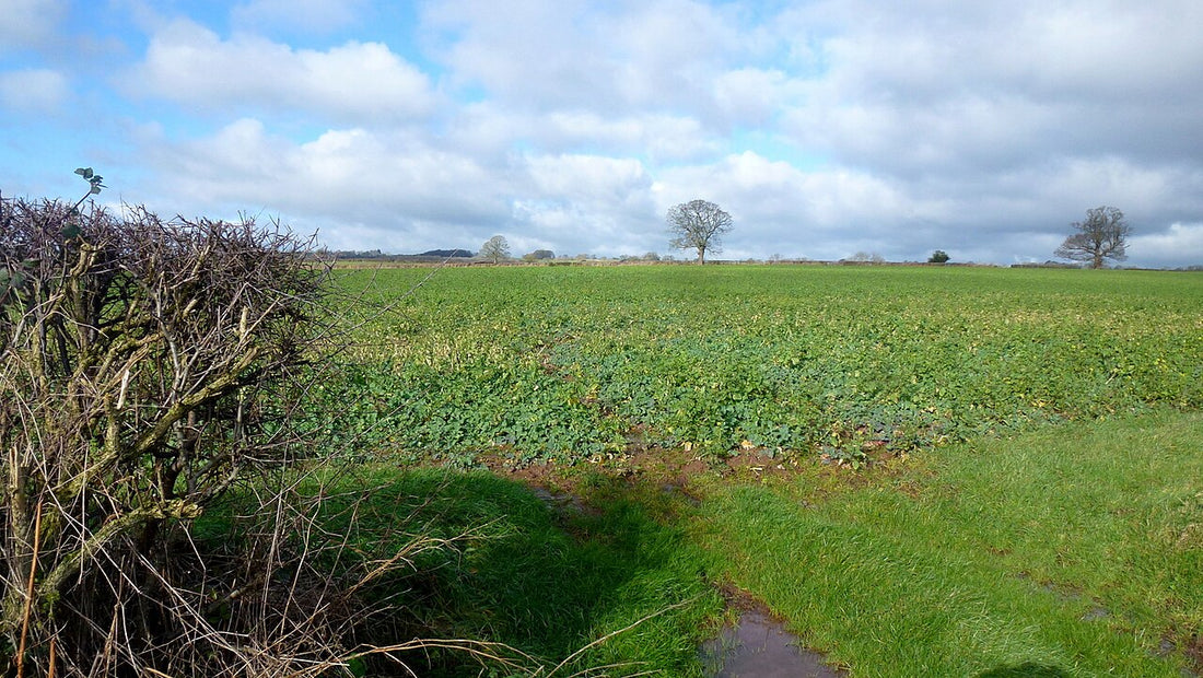 Dense green brassica cover crop stand growing in a field, the kind of high-moisture mixed cover crop that will not field-cure into dry hay