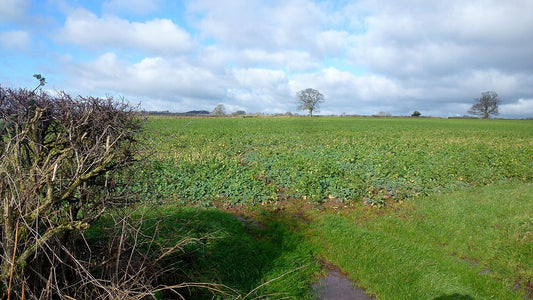 Dense green brassica cover crop stand growing in a field, the kind of high-moisture mixed cover crop that will not field-cure into dry hay