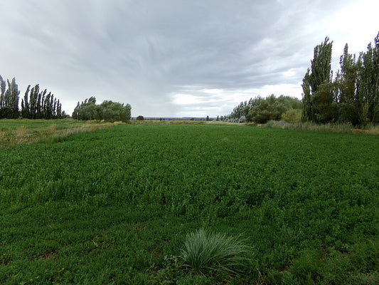 A lush green alfalfa (lucerne) field in the Chubut valley, Argentina