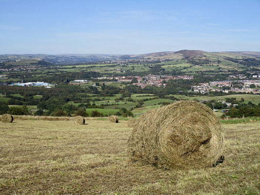 Dry round hay bales sitting in a freshly cut stubble field, curing in the sun