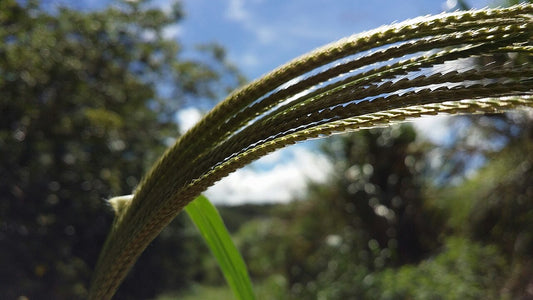 Southern crabgrass (Digitaria ciliaris), a warm-season annual grass grown as summer forage and hay, showing its finger-like seed heads