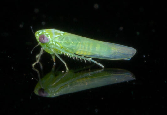 An adult potato leafhopper (Empoasca fabae), the pale wedge-shaped green insect that causes hopperburn in alfalfa
