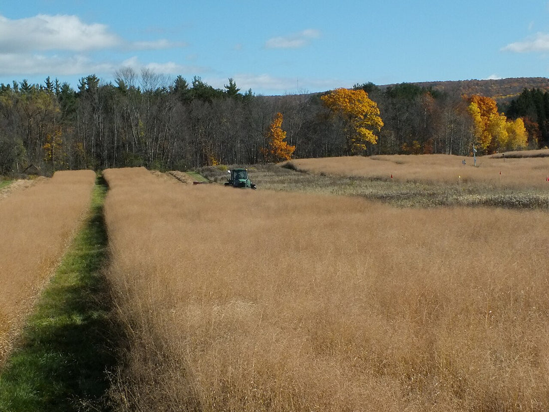 Tractor mowing a switchgrass field into windrows at Cornell University research plots
