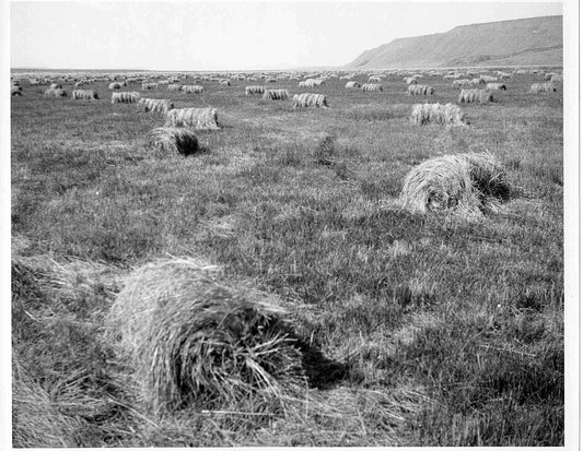 Round hay bales on a ranch meadow — clean, well-cured forage is the goal once prussic acid and nitrate risks are managed.