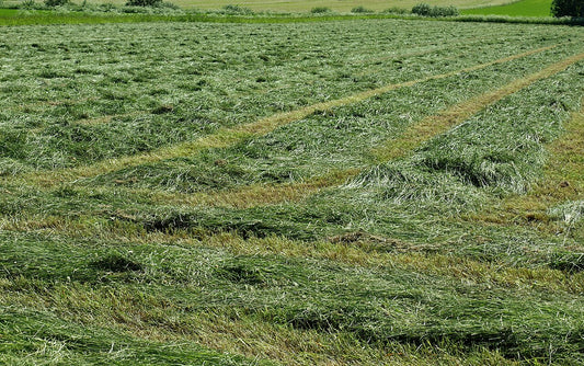 Freshly cut hay lying in windrows across a mowed field, drying in the sun