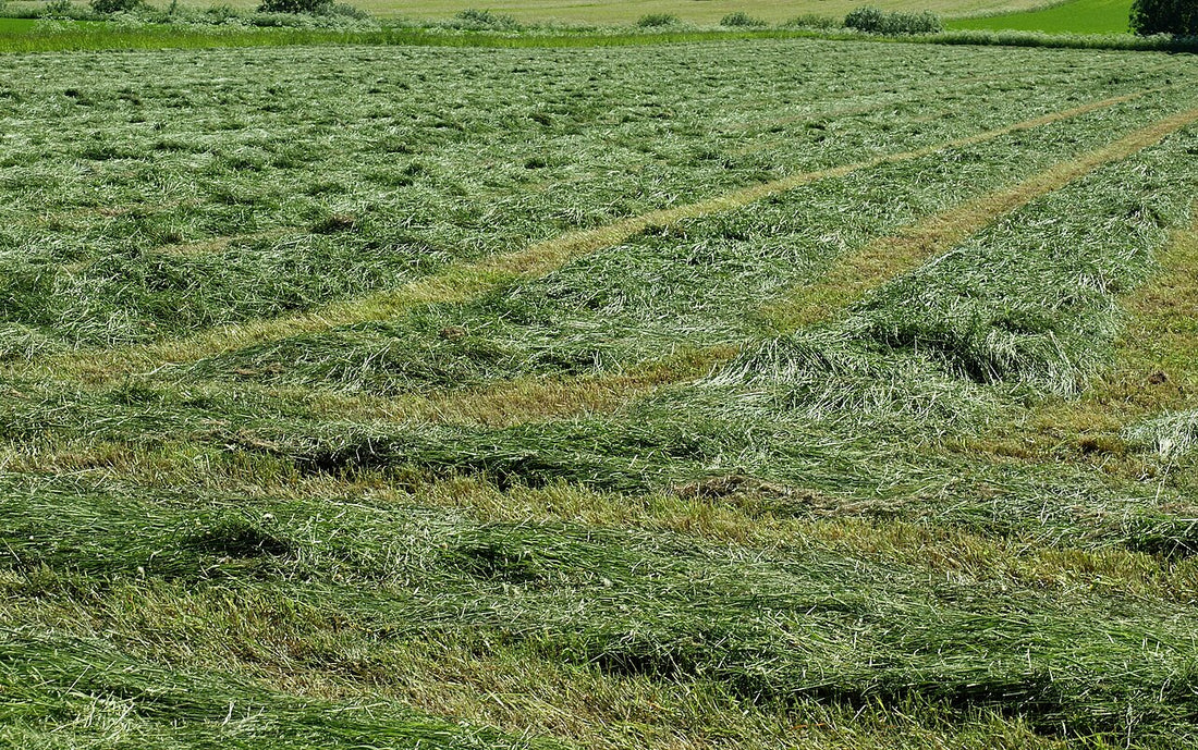 Freshly cut hay lying in windrows on a mowed field