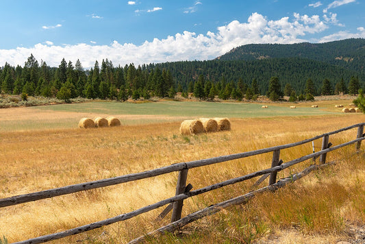 Round hay bales in a field beyond a rank, over-mature grass highway right-of-way strip along Highway 203