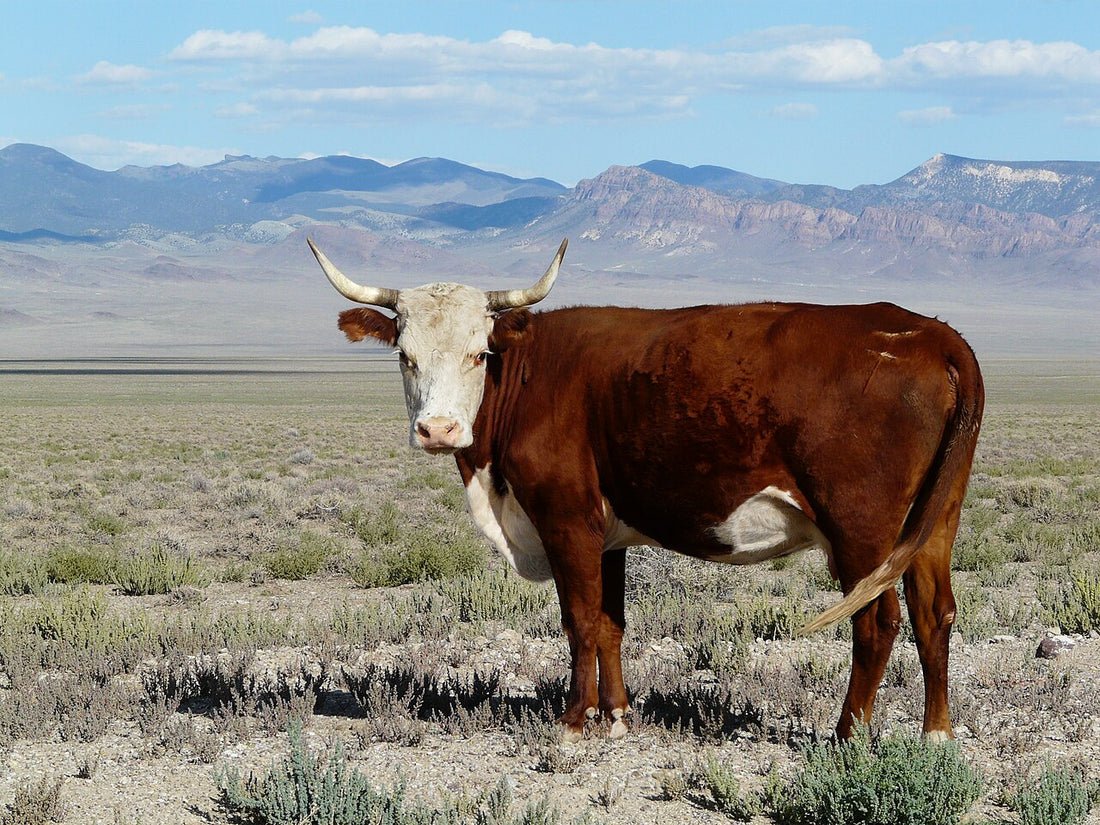A horned Hereford cow with a white face and red body stands side-on among sagebrush on Nevada rangeland, with desert mountains and a blue sky behind her.