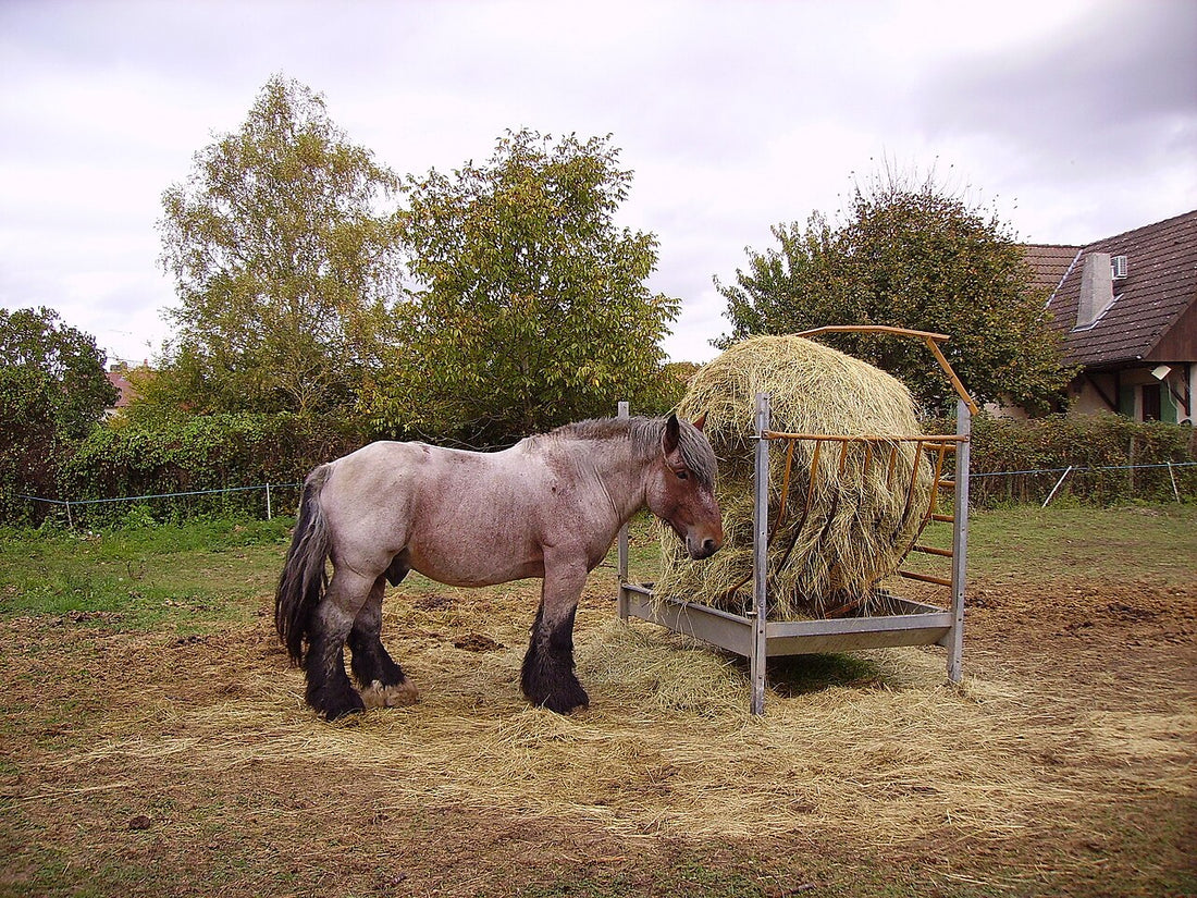 A horse standing at a feeder eating dry hay from a round bale in a paddock