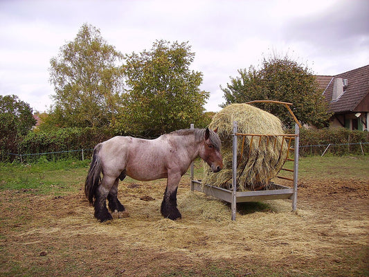 A horse standing at a feeder eating dry hay from a round bale in a paddock