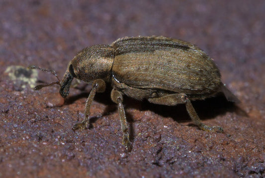 Adult alfalfa weevil (Hypera postica), a small brown snout beetle, on soil