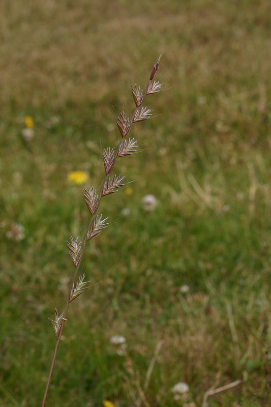 A single Italian ryegrass (Lolium multiflorum) seedhead standing in a green meadow