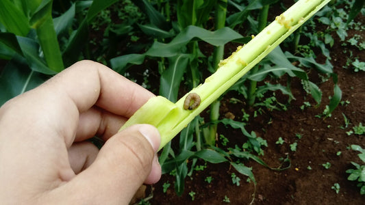 Fall armyworm larva (Spodoptera frugiperda), a striped caterpillar, on a crop stalk