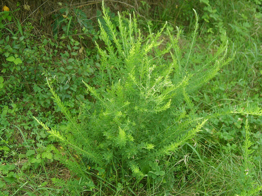 Sericea lespedeza (Lespedeza cuneata) plant showing upright branched stems densely covered in small wedge-shaped trifoliate leaflets