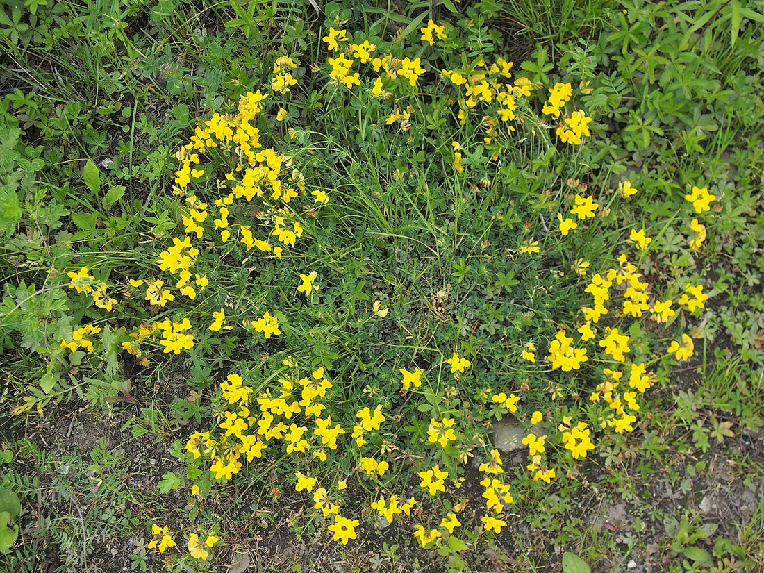 Birdsfoot trefoil (Lotus corniculatus) in bloom, showing its prostrate growth habit and bright yellow pea-type flowers spreading through a mixed grass sward