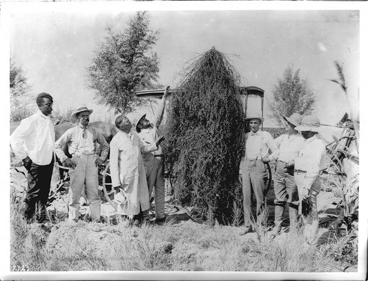 Seven men standing beside a single alfalfa taproot about ten feet long, Imperial Valley, California, around 1910