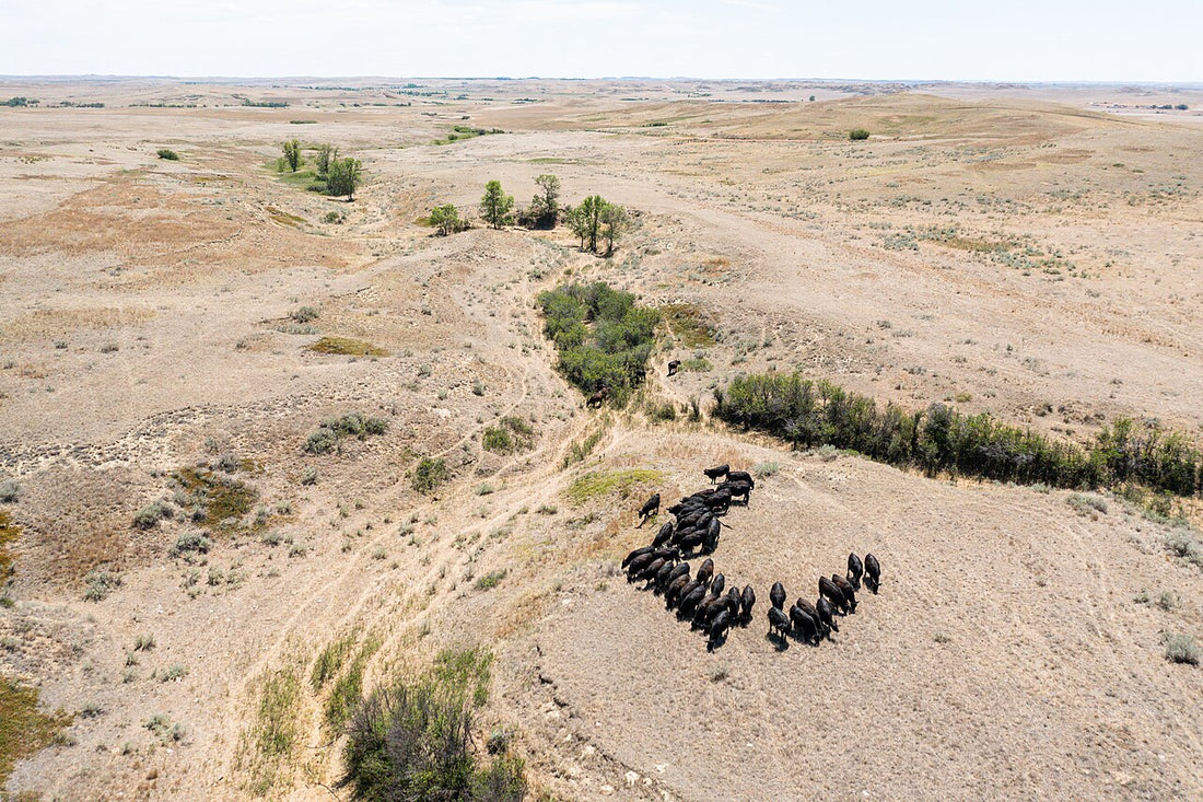 Aerial view of drought-browned rangeland in Fallon County, Montana, with a small herd of black cattle bunched near a draw