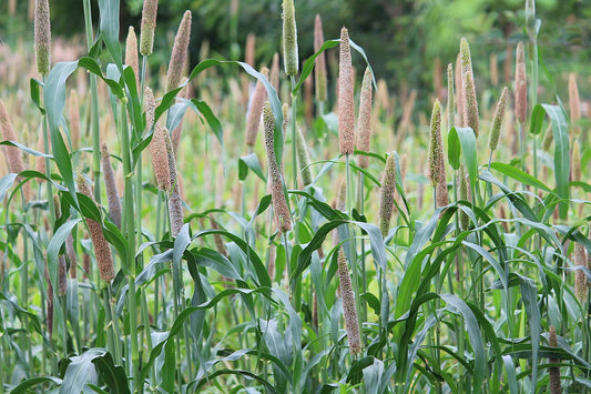 A field of pearl millet (Pennisetum glaucum), a warm-season annual grass grown for summer hay, with cattail-shaped seed heads