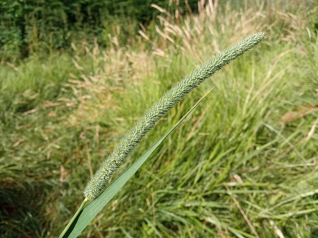 A green timothy seedhead, the dense cylindrical spike of Phleum pratense, standing in a grassy hayfield