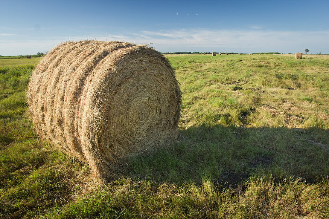 Net-wrapped round bale of prairie hay sitting in a native warm-season grass meadow