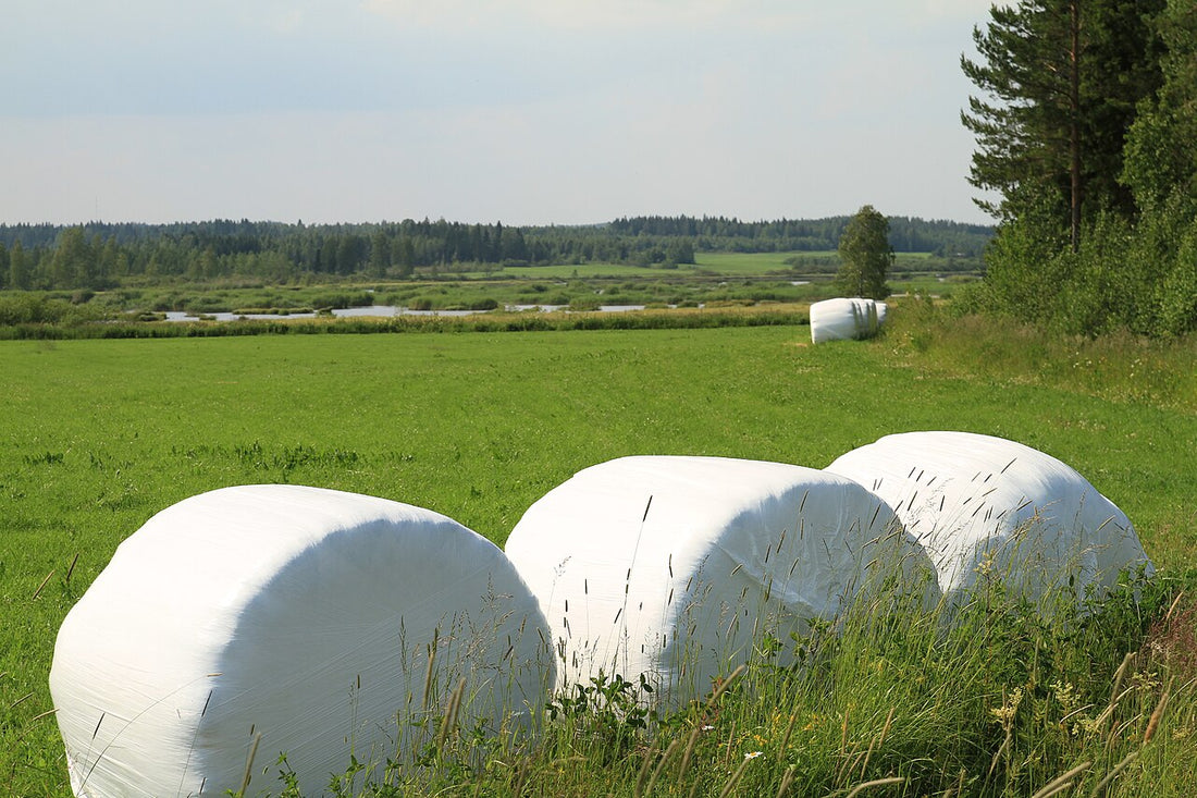 Rows of round baleage bales sealed in white plastic film sitting in a green field