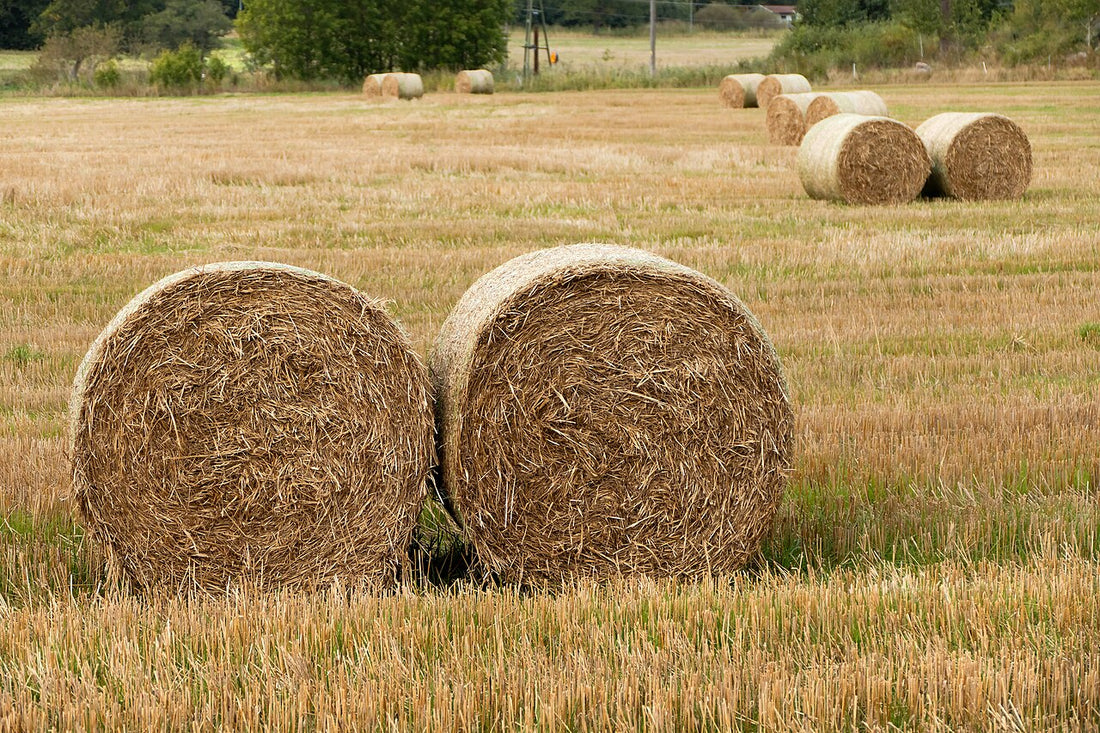 Two round hay bales in a stubble field showing tight, uniform shape, with more round bales in rows behind