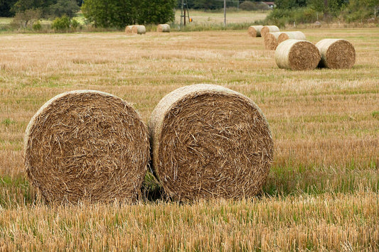 Two round hay bales in a stubble field showing tight, uniform shape, with more round bales in rows behind