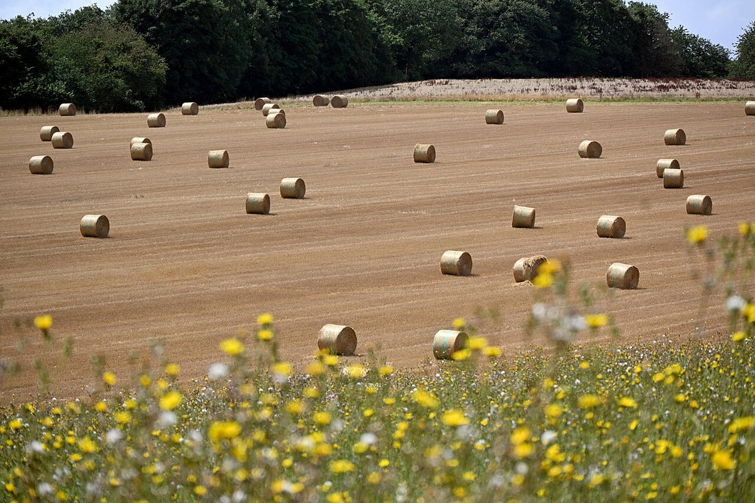 Round hay bales scattered across a harvested field near Durnal, Yvoir