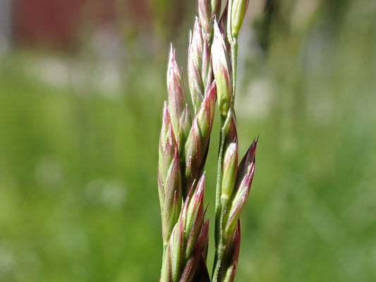 Close-up of a tall fescue (Schedonorus arundinaceus) seedhead with reddish-tinged spikelets in a green hayfield