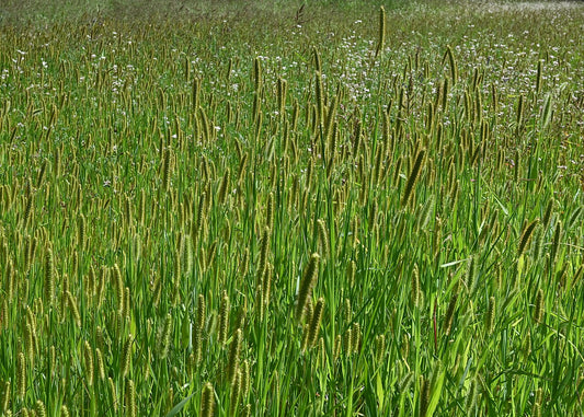 Yellow foxtail (Setaria pumila) seedhead, a common grassy weed in hay fields
