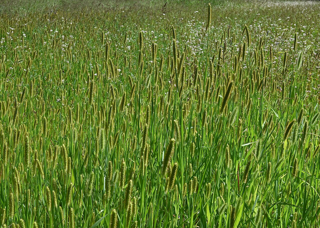 Yellow foxtail (Setaria pumila) seedheads with bristly barbed awns in a hayfield