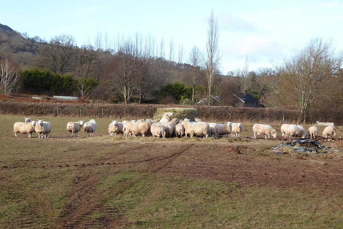 A flock of sheep feeding on dry hay at a hay rack — small ruminants need a proper feeder and all net wrap removed before feeding.