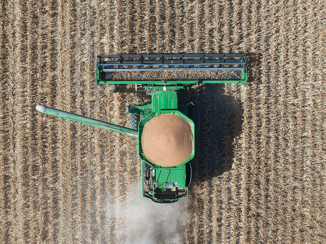 Overhead view of a green combine harvesting grain sorghum, its grain tank heaped with red-brown grain, between rows of dry milo stalks left standing in the field.