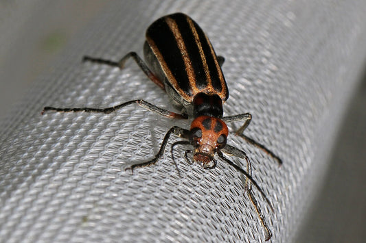 Striped blister beetle (Epicauta vittata) — the cantharidin-bearing beetle that contaminates alfalfa hay and can poison horses.