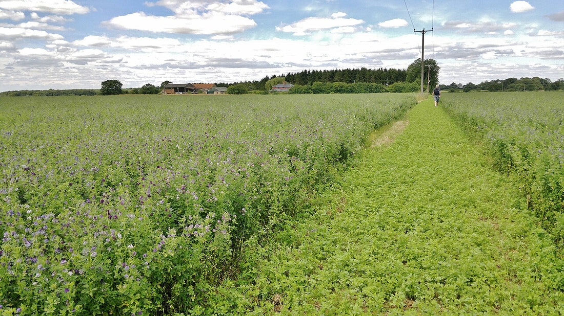 Two adjacent alfalfa stands at different maturities, one in full purple bloom and one in vegetative regrowth, divided by a field track