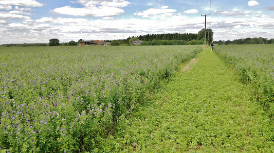 Two adjacent alfalfa stands at different maturities, one in full purple bloom and one in vegetative regrowth, divided by a field track
