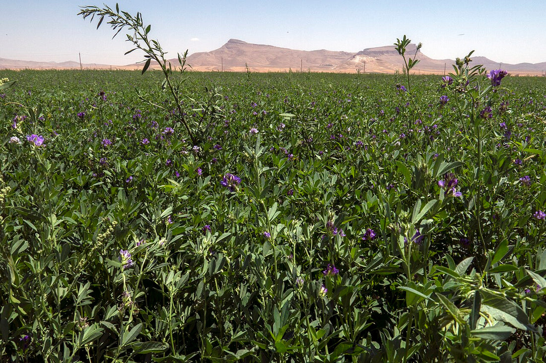 Ground-level view into a blooming alfalfa stand showing plant density and crown spacing