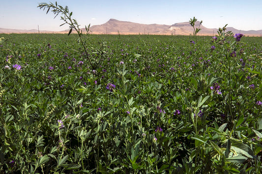 Ground-level view into a blooming alfalfa stand showing plant density and crown spacing